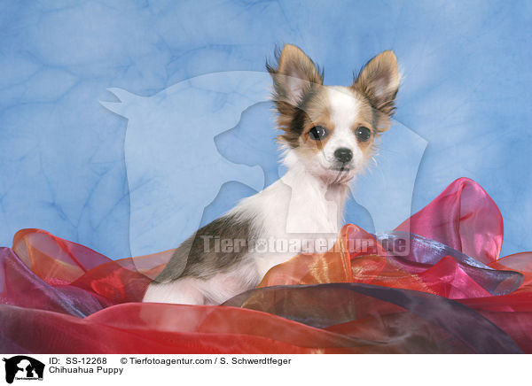 Chihuahua Welpe / Chihuahua Puppy / SS-12268