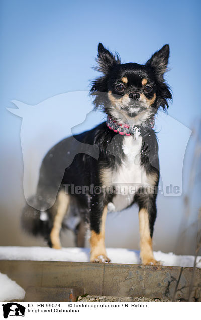 longhaired Chihuahua / RR-99074