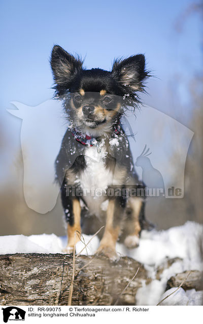 sitting longhaired Chihuahua / RR-99075