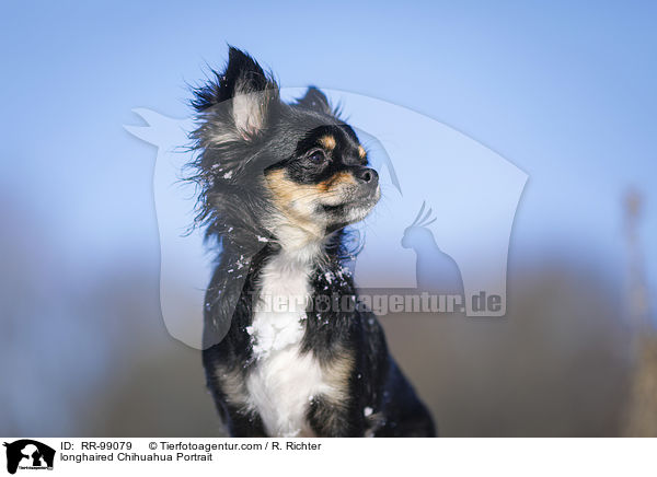 longhaired Chihuahua Portrait / RR-99079