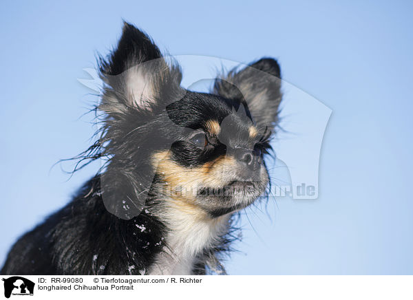 longhaired Chihuahua Portrait / RR-99080