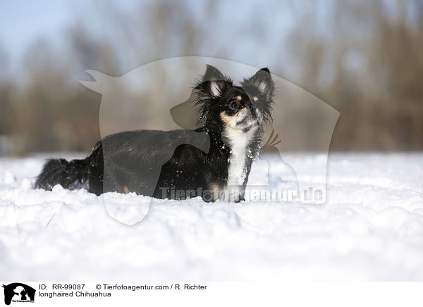 longhaired Chihuahua / RR-99087