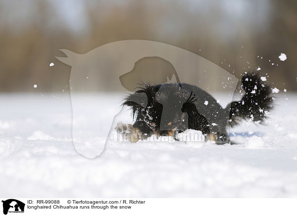 longhaired Chihuahua runs through the snow / RR-99088