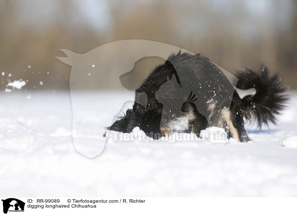 buddelnder Langhaarchihuahua / digging longhaired Chihuahua / RR-99089