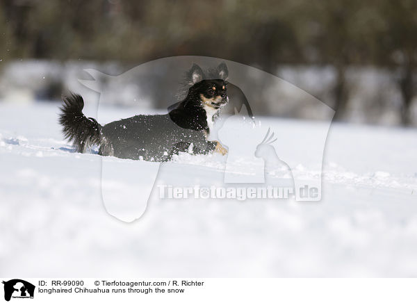 longhaired Chihuahua runs through the snow / RR-99090