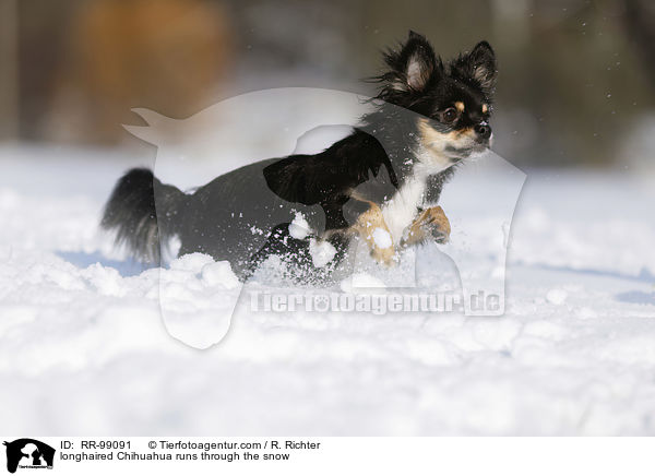 longhaired Chihuahua runs through the snow / RR-99091