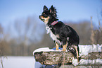sitting longhaired Chihuahua