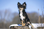 sitting longhaired Chihuahua