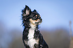 longhaired Chihuahua Portrait
