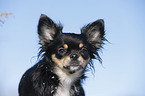 longhaired Chihuahua Portrait