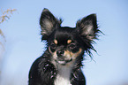 longhaired Chihuahua Portrait