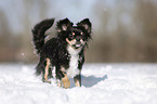 longhaired Chihuahua runs through the snow