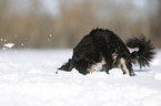digging longhaired Chihuahua
