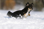 longhaired Chihuahua runs through the snow