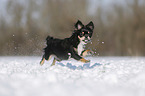 longhaired Chihuahua runs through the snow