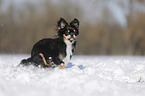 longhaired Chihuahua runs through the snow