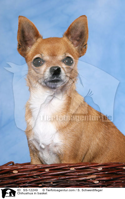 Chihuahua im Krbchen / Chihuahua in basket / SS-12249