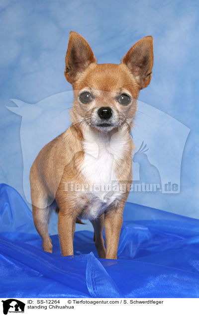 standing Chihuahua / SS-12264