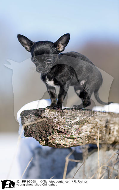 young shorthaired Chihuahua / RR-99098