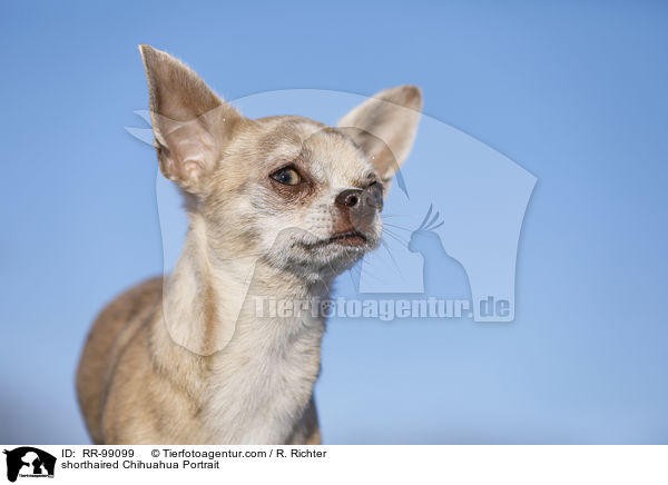 shorthaired Chihuahua Portrait / RR-99099