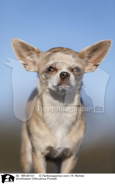 shorthaired Chihuahua Portrait / RR-99101