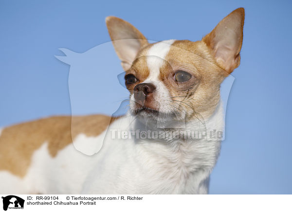 shorthaired Chihuahua Portrait / RR-99104
