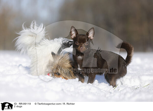 2 Hunde / 2 dogs / RR-99119
