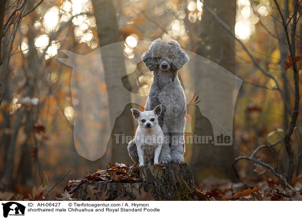 Kurzhaarchihuahua Rde und Kleinpudel / shorthaired male Chihuahua and Royal Standard Poodle / AH-06427