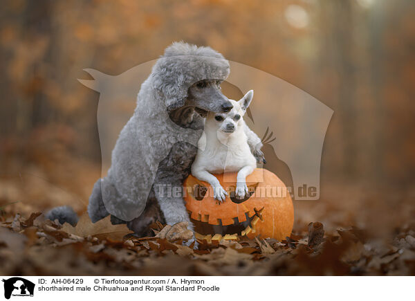 Kurzhaarchihuahua Rde und Kleinpudel / shorthaired male Chihuahua and Royal Standard Poodle / AH-06429