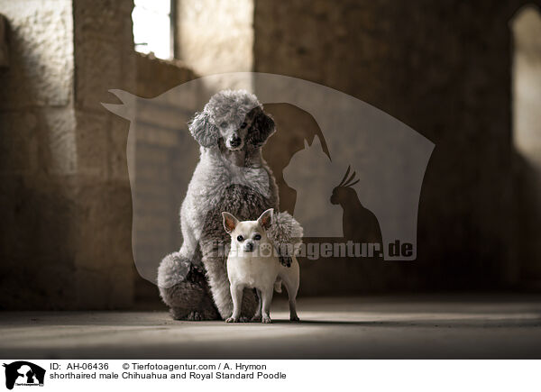 shorthaired male Chihuahua and Royal Standard Poodle / AH-06436
