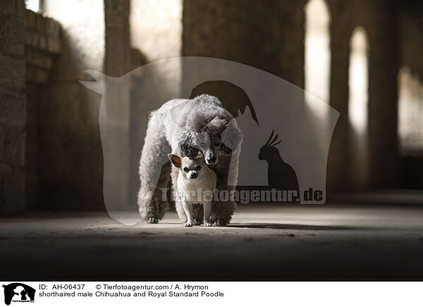 shorthaired male Chihuahua and Royal Standard Poodle / AH-06437