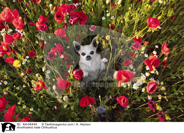 Kurzhaarchihuahua Rde / shorthaired male Chihuahua / AH-06449