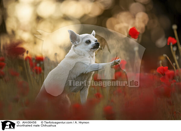 shorthaired male Chihuahua / AH-06456