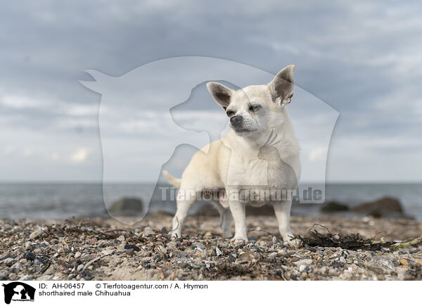 Kurzhaarchihuahua Rde / shorthaired male Chihuahua / AH-06457