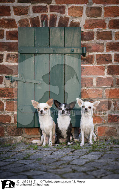 Kurzhaarchihuahuas / shorthaired Chihuahuas / JM-21317