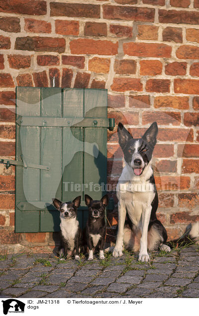 dogs / JM-21318