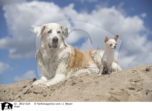 dogs / JM-21324