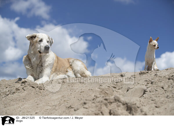 dogs / JM-21325