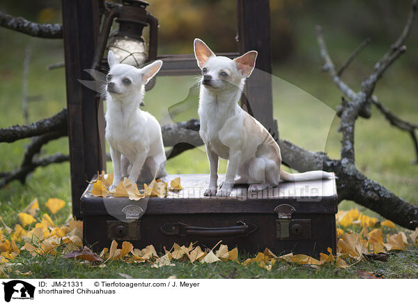 Kurzhaarchihuahuas / shorthaired Chihuahuas / JM-21331