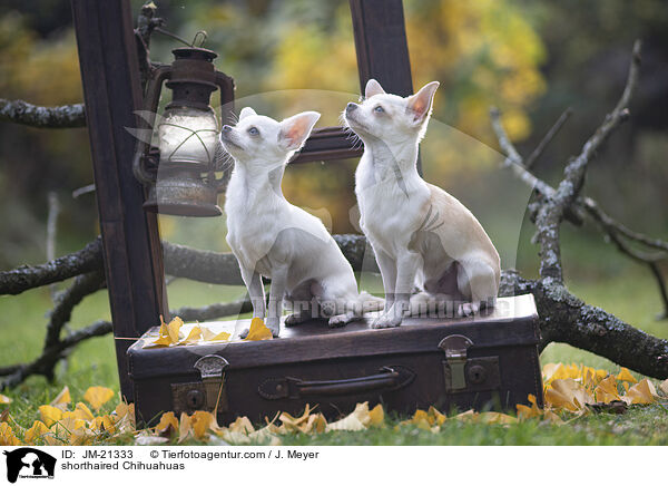 Kurzhaarchihuahuas / shorthaired Chihuahuas / JM-21333