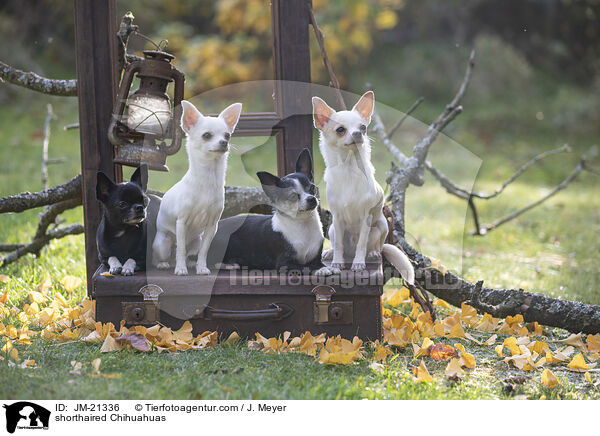 Kurzhaarchihuahuas / shorthaired Chihuahuas / JM-21336