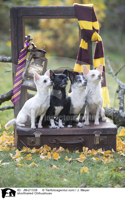Kurzhaarchihuahuas / shorthaired Chihuahuas / JM-21338