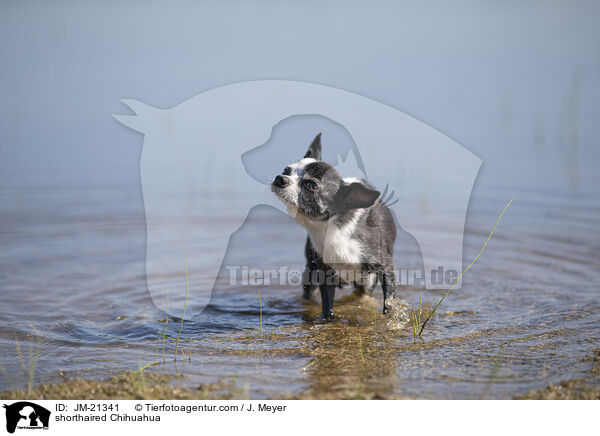shorthaired Chihuahua / JM-21341