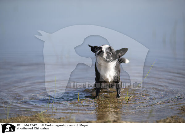 shorthaired Chihuahua / JM-21342