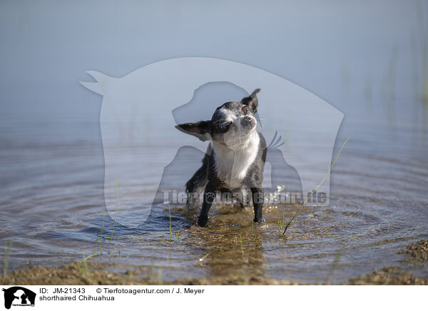 shorthaired Chihuahua / JM-21343