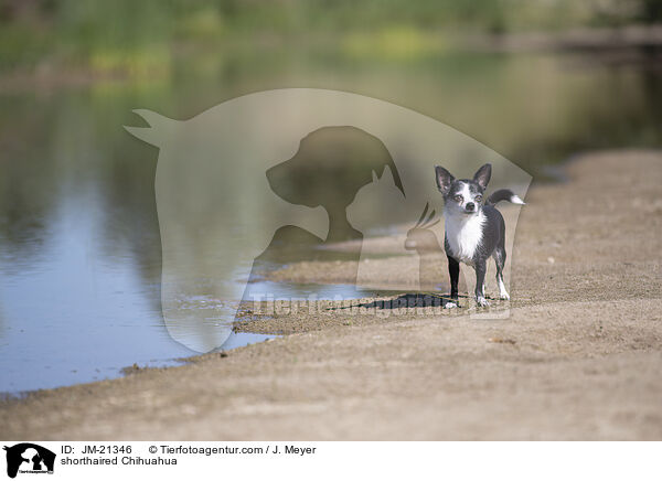 Kurzhaarchihuahua / shorthaired Chihuahua / JM-21346