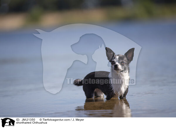 Kurzhaarchihuahua / shorthaired Chihuahua / JM-21350