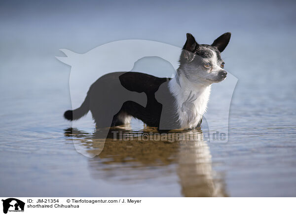 Kurzhaarchihuahua / shorthaired Chihuahua / JM-21354