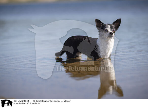 Kurzhaarchihuahua / shorthaired Chihuahua / JM-21355
