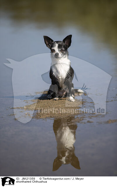 Kurzhaarchihuahua / shorthaired Chihuahua / JM-21359